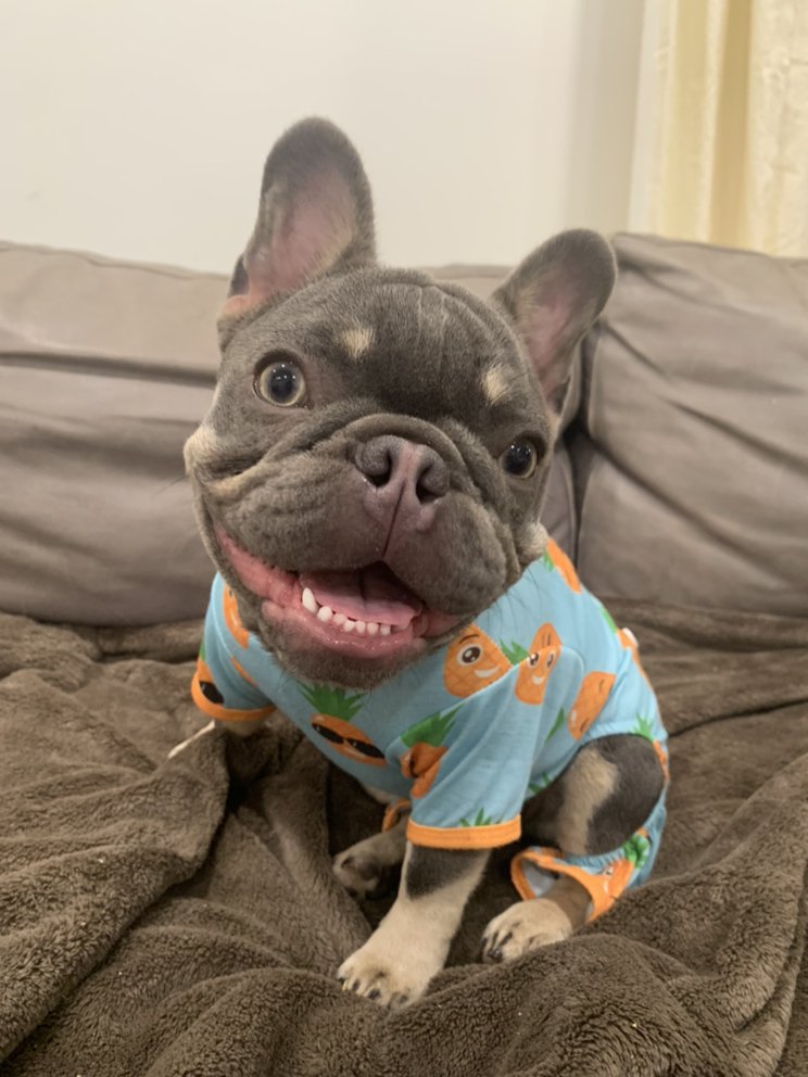 WOOF AND WAG PETCARE Updated May 2024 Jackson, Tennessee Dog