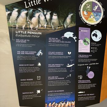 Penguin Parade - Travel Services Near Me - Summerlands, VIC