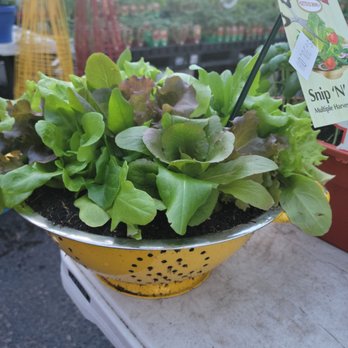 Midtown Nursery - Nurseries & Gardening Near Me - Memphis, Tennessee Midtown Nursery - Nurseries & Gardening Near Me - Memphis, Tennessee