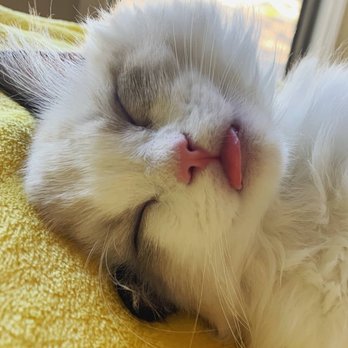 AdorableDolls Ragdolls - Pet Breeders Near Me AdorableDolls Ragdolls - Pet Breeders Near Me