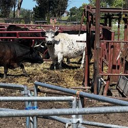 Larsen's Feed & Pet Supply Center