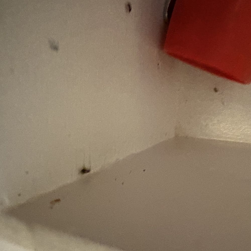 Carolina Beach Realty - Baby roaches in kitchen drawer. - Vacation Rentals Near Me - Carolina Beach, North Carolina Carolina Beach Realty - Baby roaches in kitchen drawer. - Vacation Rentals Near Me - Carolina Beach, North Carolina