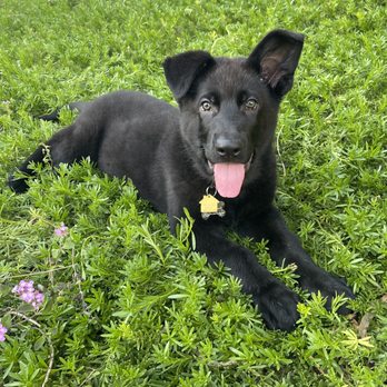 Von Ward Kennels - Pet Breeders Near Me Von Ward Kennels - Pet Breeders Near Me