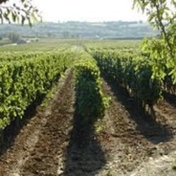 Domaine Colombette