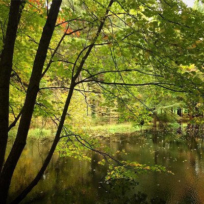Dow Gardens and the Whiting Forest of Dow Gardens by null