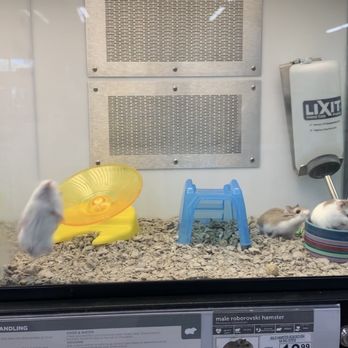 Petco - 2/3 have repetitive behaviors. Hamsters can't share space with other hamsters. No wonder why it drives them nuts. - Pet Stores Near Me - Irvine, California Petco - 2/3 have repetitive behaviors. Hamsters can't share space with other hamsters. No wonder why it drives them nuts. - Pet Stores Near Me - Irvine, California