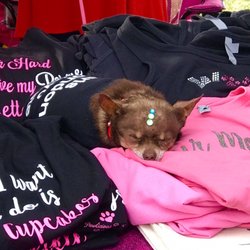 Dogtoberfest - Cute little sleeping beauty!