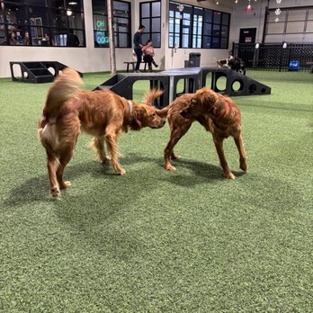 Brew Park - Dog Parks Near Me - Plymouth, Minnesota Brew Park - Dog Parks Near Me - Plymouth, Minnesota
