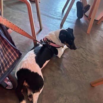 Hello Again - My doggo enjoyed hanging around :) - Coffee & Tea Near Me - Honolulu, Hawaii Hello Again - My doggo enjoyed hanging around :) - Coffee & Tea Near Me - Honolulu, Hawaii