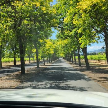 Sterling Vineyards - Row of trees driving out - Wineries Near Me - Calistoga, California