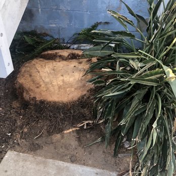 Mateo Diego - Tree Services Near Me - Escondido, California Mateo Diego - Tree Services Near Me - Escondido, California