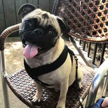 Barnaby's Cafe - Pablo chilling - Breakfast & Brunch Near Me - Houston, Texas