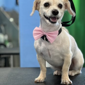 Cordy’s Cuts - Cheesin' - Pet Groomers Near Me Cordy’s Cuts - Cheesin' - Pet Groomers Near Me