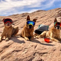 The Wise Hound K9 Academy