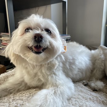 Pupculture - Oso Blanco after his touchup groom! - Dog Walkers Near Me - Brooklyn, New York Pupculture - Oso Blanco after his touchup groom! - Dog Walkers Near Me - Brooklyn, New York
