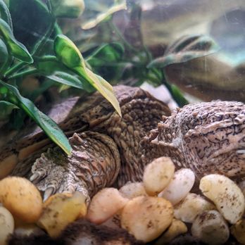 Idaho Reptile Zoo - Zoos Near Me - Boise, Idaho Idaho Reptile Zoo - Zoos Near Me - Boise, Idaho