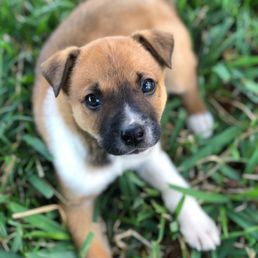 Cooper - Adopted on 2/8/21 Cooper - Adopted on 2/8/21