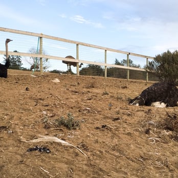 Ostrichland USA - Ostriches - Attraction Farms Near Me - Solvang, California Ostrichland USA - Ostriches - Attraction Farms Near Me - Solvang, California