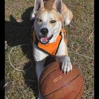 Easy Money - My pitsky Shelby playing with her basketball. - Check Cashing/Pay-day Loans Near Me - Montgomery, Alabama