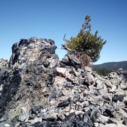 Whitebark pine nuts were forgotten about by the birds, and slowly grew to this size. Whitebark pine nuts were forgotten about by the birds, and slowly grew to this size.
