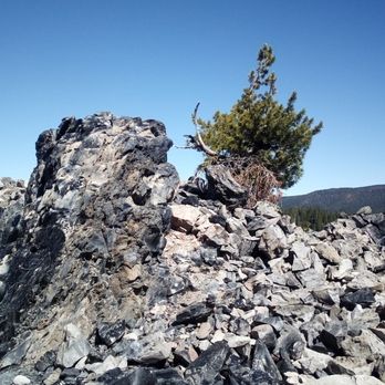 Big Obsidian Flow - Whitebark pine nuts were forgotten about by the birds, and slowly grew to this size. - Hiking Near Me - La Pine, Oregon Big Obsidian Flow - Whitebark pine nuts were forgotten about by the birds, and slowly grew to this size. - Hiking Near Me - La Pine, Oregon