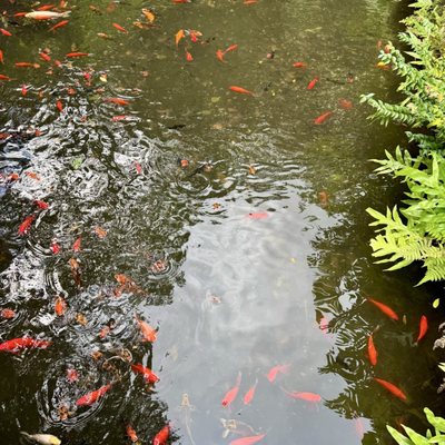 Hoʻomaluhia Botanical Garden by null