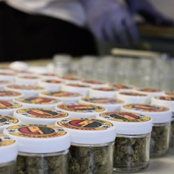 La Brea Collective - Quality medicine with new strains weekly!