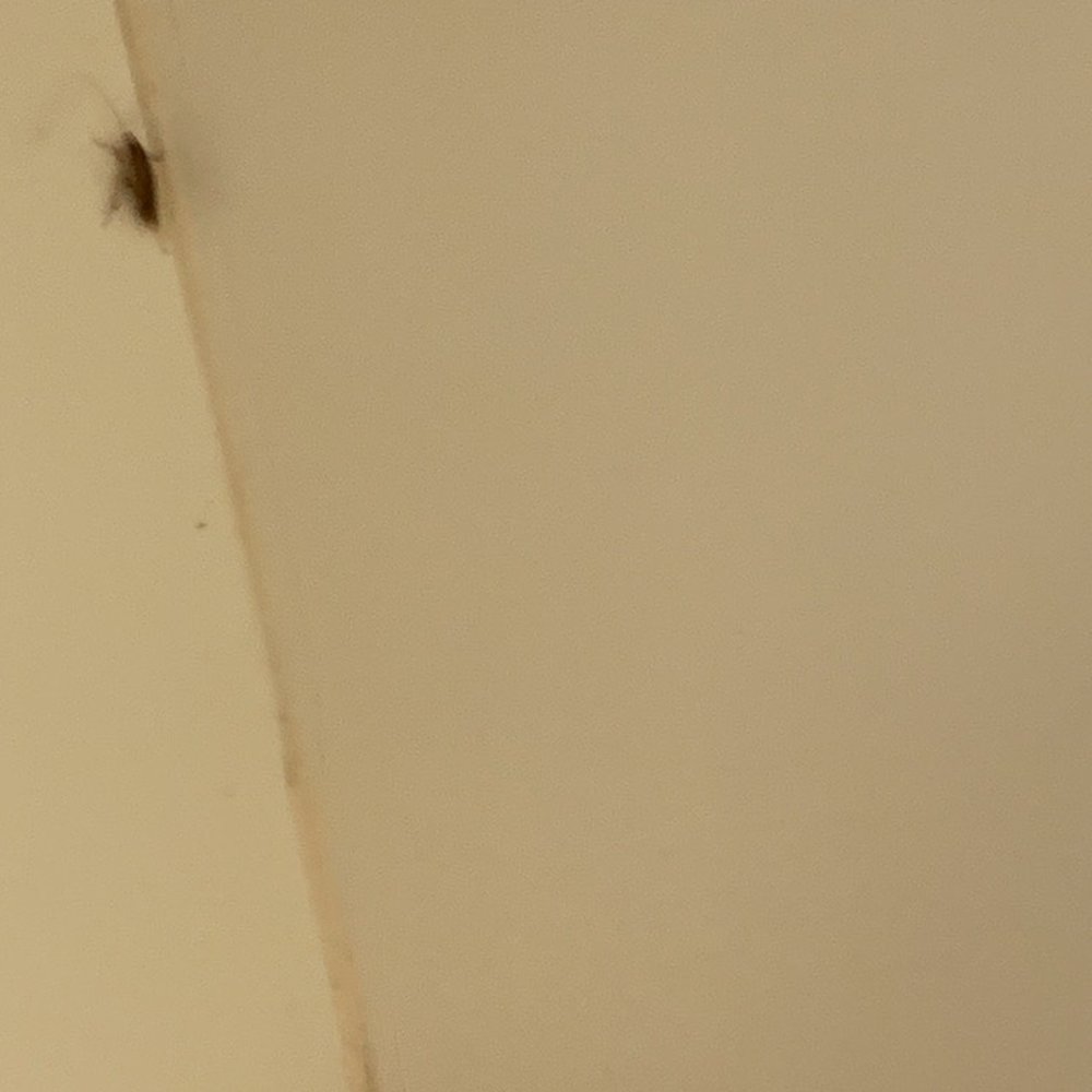 Roach jumped out when I opened kitchen cabinet Roach jumped out when I opened kitchen cabinet