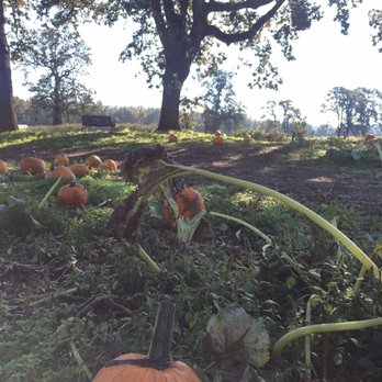 The Patch - Pumpkin Patches Near Me - Woodland, Washington The Patch - Pumpkin Patches Near Me - Woodland, Washington