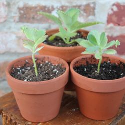 Chicago Plants
