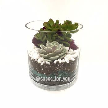 Succs For You - www.succsforyoumiami.com - Home & Garden Near Me - Miami, Florida Succs For You - www.succsforyoumiami.com - Home & Garden Near Me - Miami, Florida