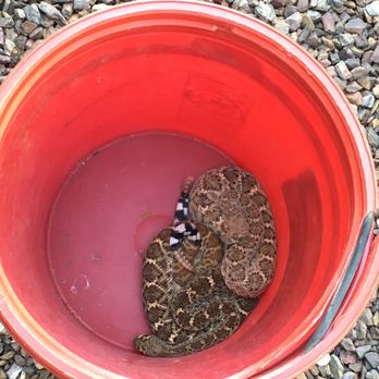 Rattlesnake Solutions - A fine couple to say Adios to!! - Wildlife Control Near Me - Phoenix, Arizona Rattlesnake Solutions - A fine couple to say Adios to!! - Wildlife Control Near Me - Phoenix, Arizona