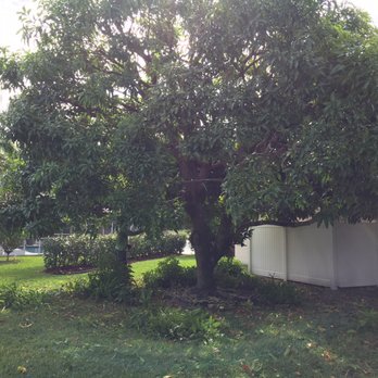 Vasquez Tree Service - Thinning out the Mango tree! - Tree Services Near Me - West Palm Beach, Florida Vasquez Tree Service - Thinning out the Mango tree! - Tree Services Near Me - West Palm Beach, Florida