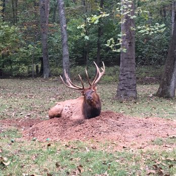 Lone Elk Park - Elk - Parks Near Me - Valley Park, Missouri Lone Elk Park - Elk - Parks Near Me - Valley Park, Missouri