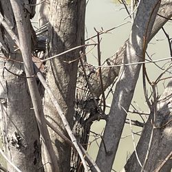 370 Lakeside Park - Black Snakes in Tree, April 2024