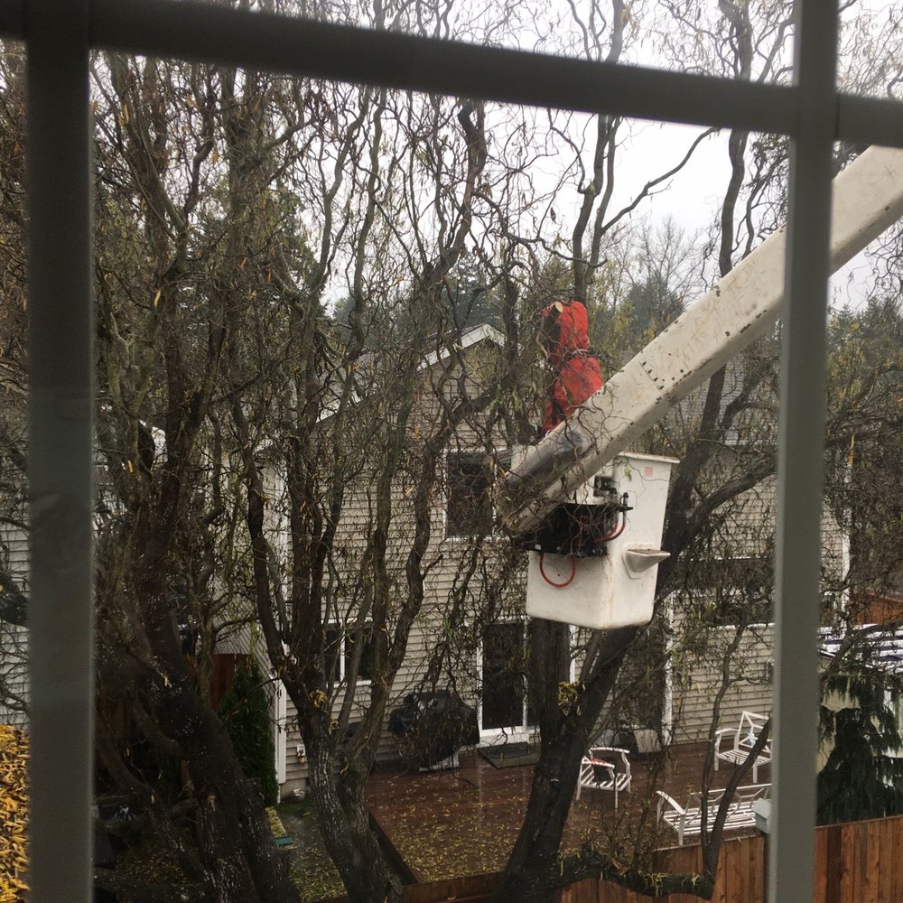 P'n'D Logging and Tree Service - Tree Services Near Me - Maple Valley, Washington P'n'D Logging and Tree Service - Tree Services Near Me - Maple Valley, Washington
