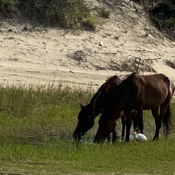 Wild Horse Adventure Tours - Horses - Tours Near Me - Corolla, North Carolina Wild Horse Adventure Tours - Horses - Tours Near Me - Corolla, North Carolina