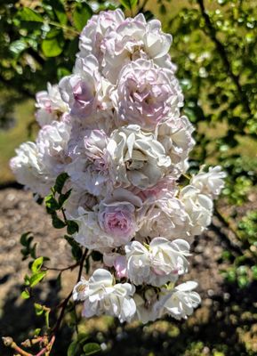 Highclere Castle by null