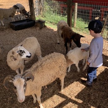 Gunstock Ranch - Petting sheep and goats - Horseback Riding Near Me - Laie, Hawaii Gunstock Ranch - Petting sheep and goats - Horseback Riding Near Me - Laie, Hawaii