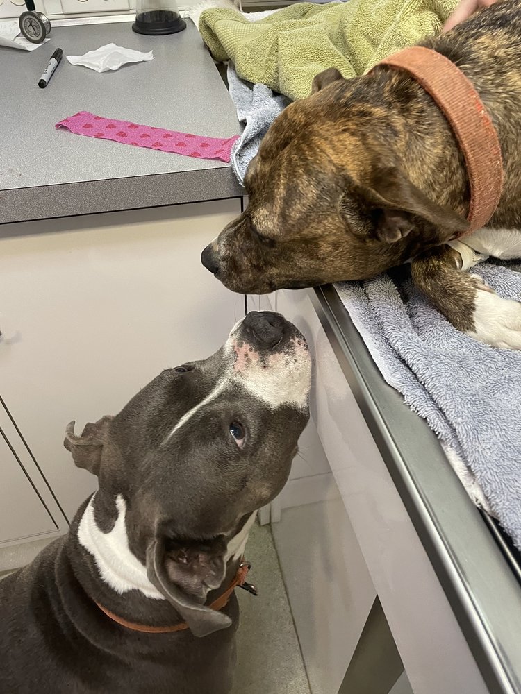 HOUSE CALLS MOBILE PET CLINIC Updated October 2024 The Villages