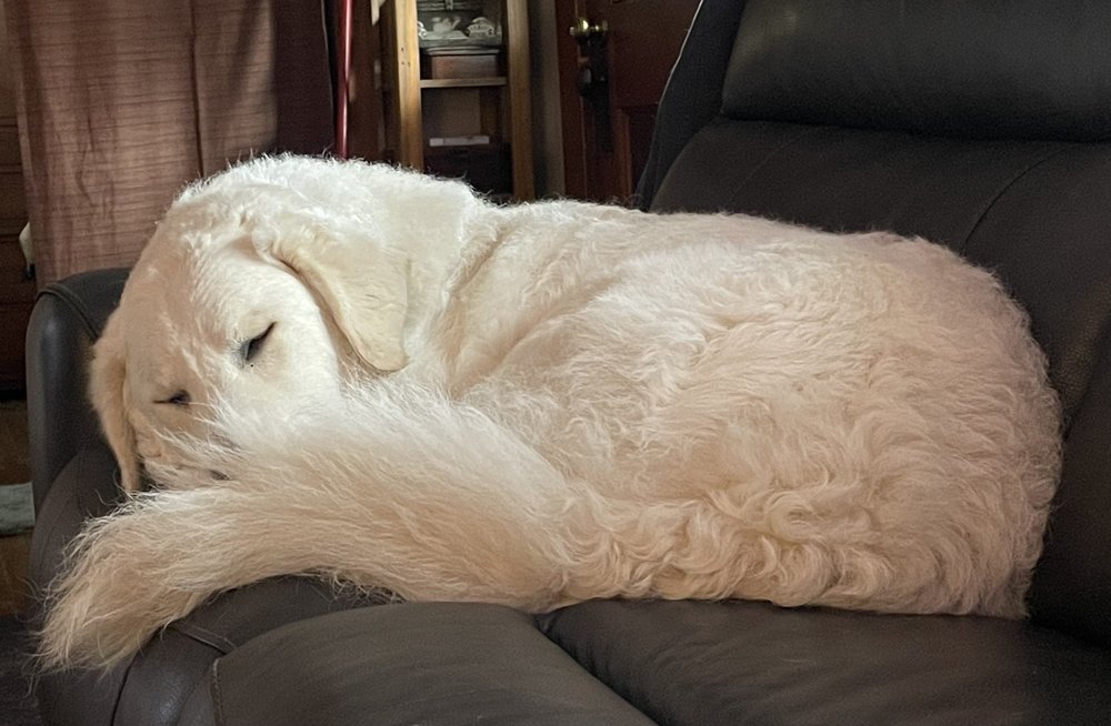 SILVER DOG BED & BISCUIT Updated August 2024 12 Photos & 20 Reviews