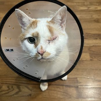 Veterinary Eye Institute Orlando - 6 days post op - Veterinarians Near Me - Orlando, Florida Veterinary Eye Institute Orlando - 6 days post op - Veterinarians Near Me - Orlando, Florida