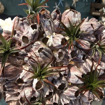 PIER 39 - Living air plants do well in this barnacle home - Shopping Centers Near Me - San Francisco, California PIER 39 - Living air plants do well in this barnacle home - Shopping Centers Near Me - San Francisco, California