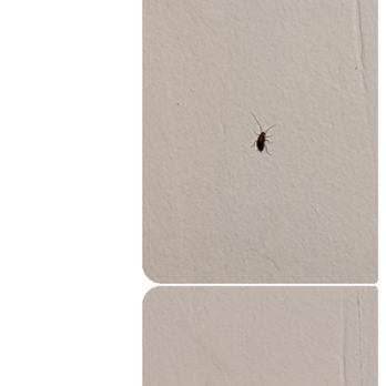 Century 21 Wilbur Realty - More roaches. Lived with them for over six months. The landlord was so unresponsive during all this. - Real Estate Agents Near Me - Kent, Ohio