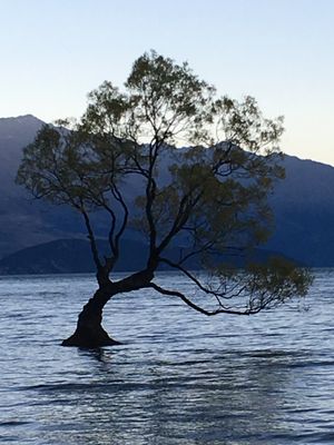 Edgewater Hotel - Lake Wānaka, New Zealand by null