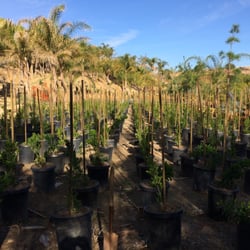 Quality Growers - Ficus Nitidas