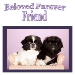 Beloved Furever Friend - We offers a friendly, safe environment for your beloved pet. We will put your mind at ease while you are away.