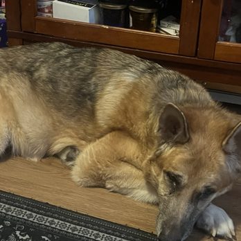 Compassionate Care - Veterinarians Near Me - Portland, Oregon