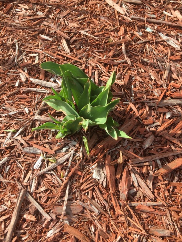 THE GARDEN GUY Updated August 2024 15 Photos 393 N Grant Ave