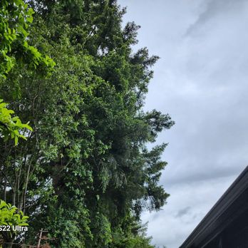 Northwest Arbor Care - Trees that could have been trimmed, that I paid for. - Tree Services Near Me Northwest Arbor Care - Trees that could have been trimmed, that I paid for. - Tree Services Near Me
